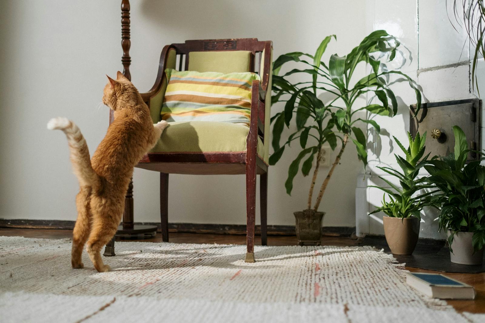 A ginger cat stretches on an armchair in a plant-filled interior room.