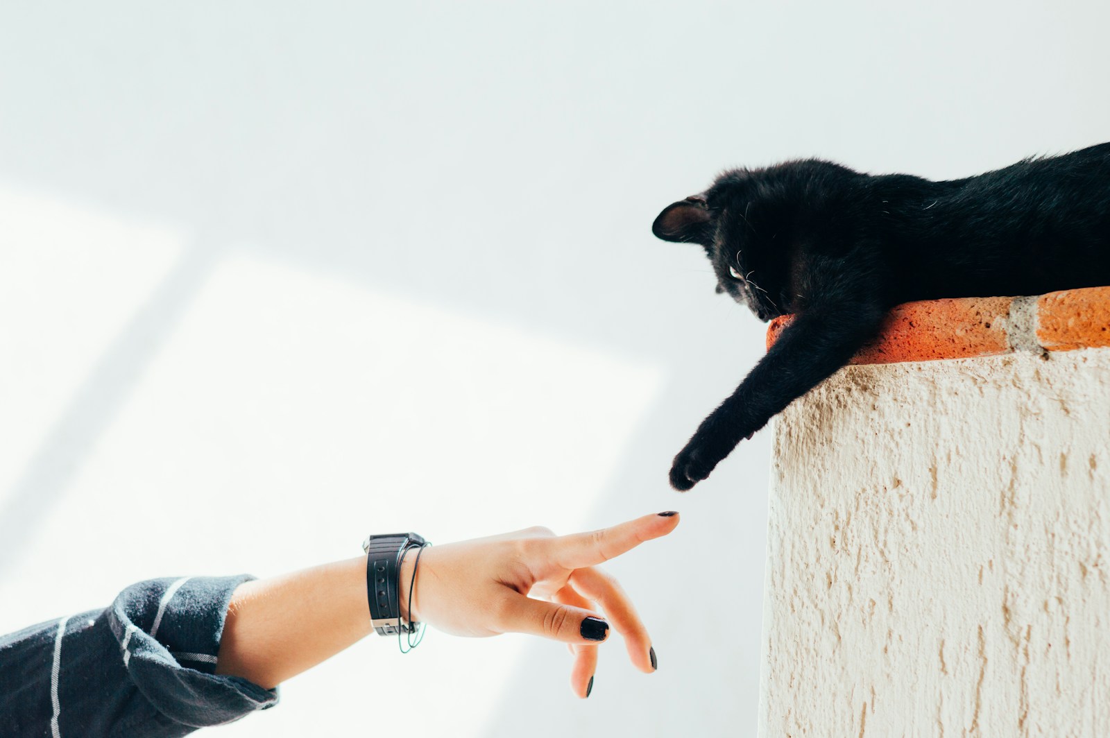 woman and cat joining hands